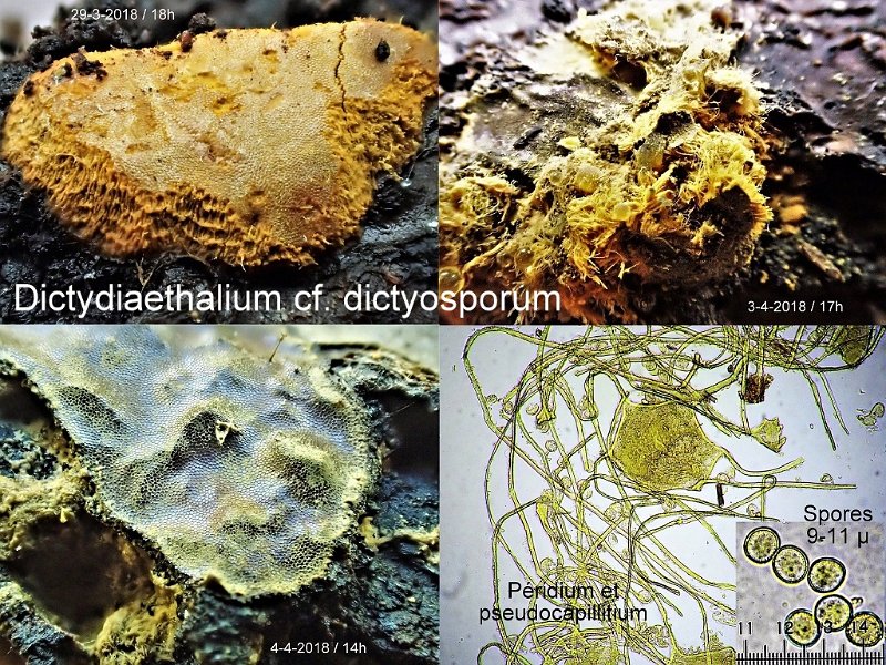 Dictydiaethalium dictyosporum-amf1978.jpg - Dictydiaethalium dictyosporum